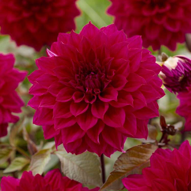 Dahlia 'Engelhardts Matador'